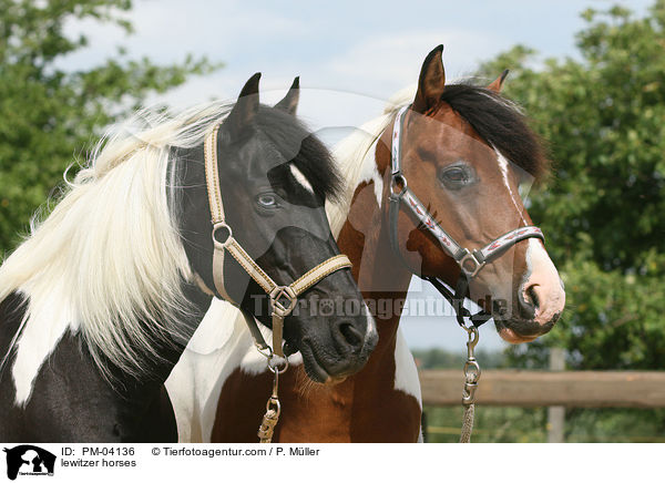 lewitzer horses / PM-04136