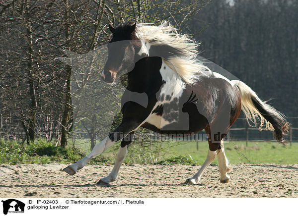 galloping Lewitzer / IP-02403