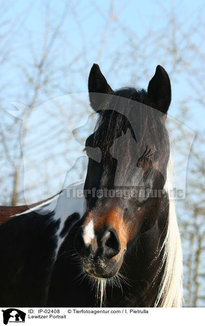 Lewitzer Portrait / IP-02408
