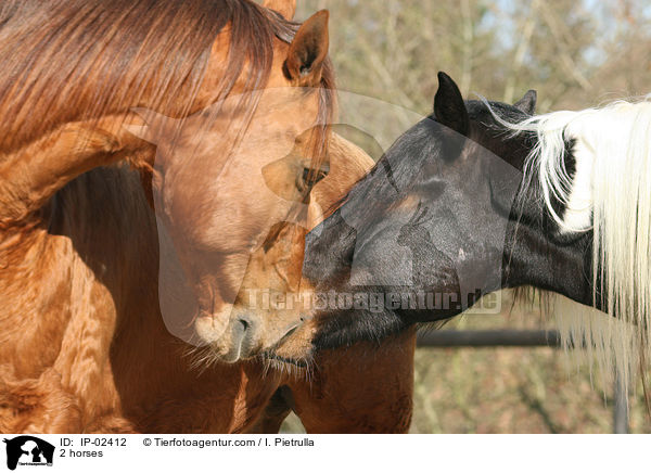 2 horses / IP-02412