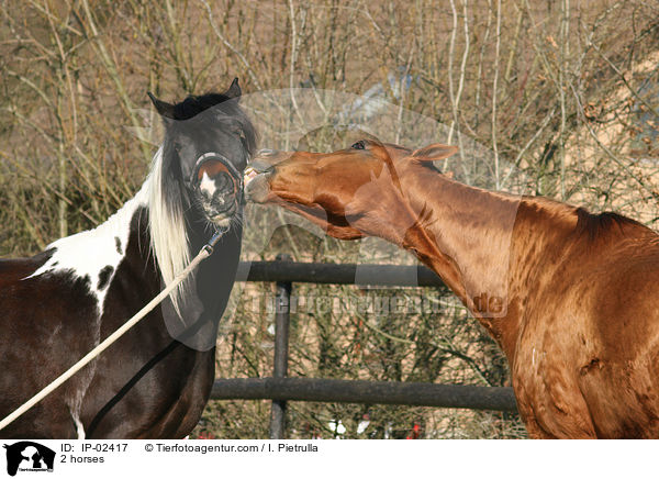 2 Pferde / 2 horses / IP-02417