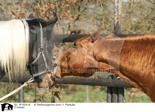 2 Pferde / 2 horses / IP-02418