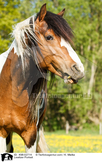 Lewitzer Portrait / Lewitzer Portrait / KMI-02714