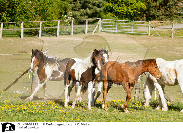 Lewitzer Herde / herd of Lewitzer / KMI-02715