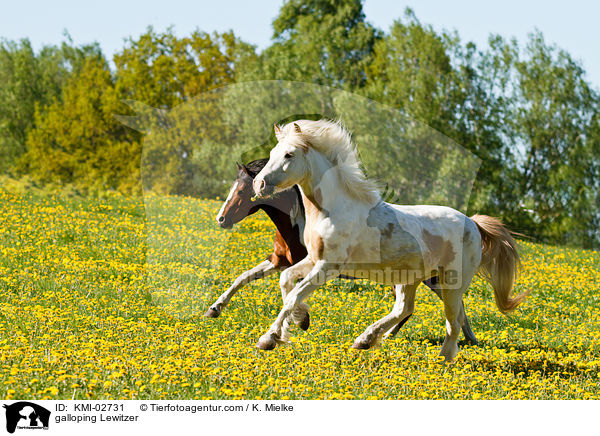 galoppierende Lewitzer / galloping Lewitzer / KMI-02731