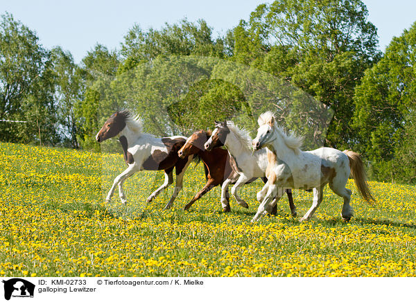 galoppierende Lewitzer / galloping Lewitzer / KMI-02733