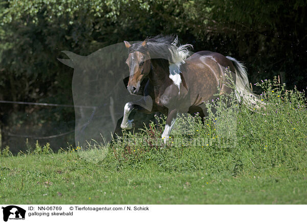 galoppierender Lewitzer / galloping skewbald / NN-06769