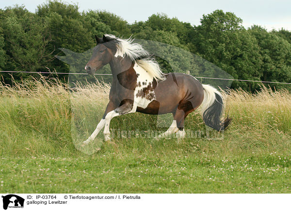galoppierender Lewitzer / galloping Lewitzer / IP-03764