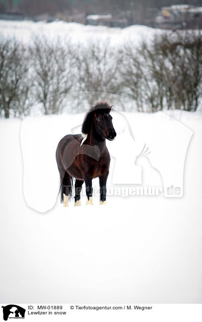 Lewitzer in snow / MW-01889