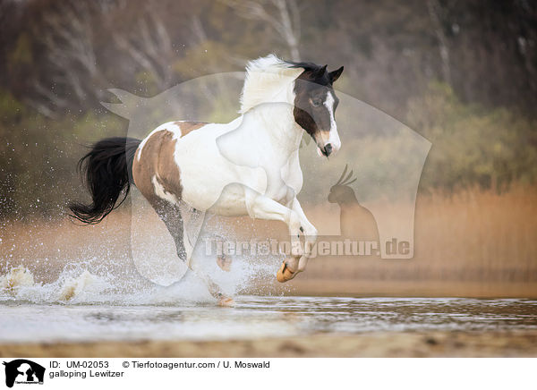 galoppierender Lewitzer / galloping Lewitzer / UM-02053