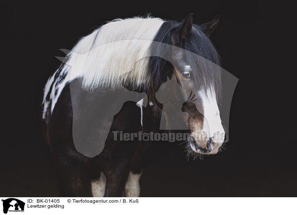 Lewitzer Wallach / Lewitzer gelding / BK-01405