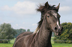 horse portrait