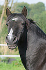 horse portrait