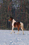 trotting horse