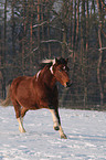 running horse