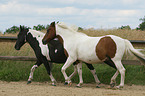 lewitzer horses