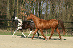 trotting horses