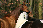 2 horses