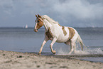 Lewitzer at the beach