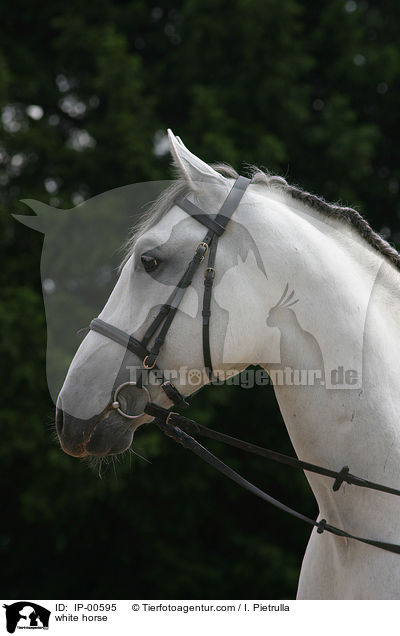Portrait eines Lipizzaners / white horse / IP-00595
