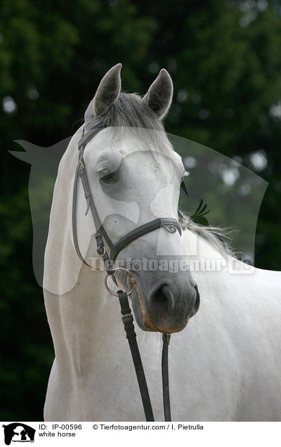 Portrait eines Lipizzaners / white horse / IP-00596