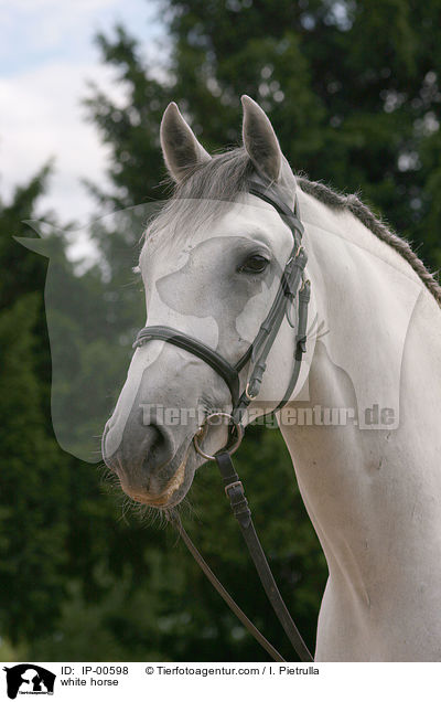 Portrait eines Lipizzaners / white horse / IP-00598