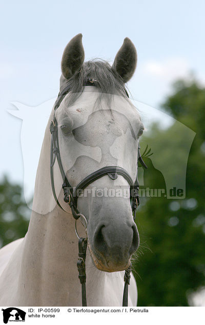 Portrait eines Lipizzaners / white horse / IP-00599