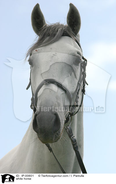 Portrait eines Lipizzaners / white horse / IP-00601