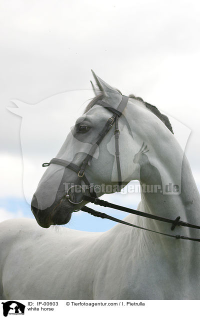 Portrait eines Lipizzaners / white horse / IP-00603