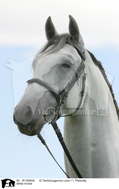 Portrait eines Lipizzaners / white horse / IP-00604