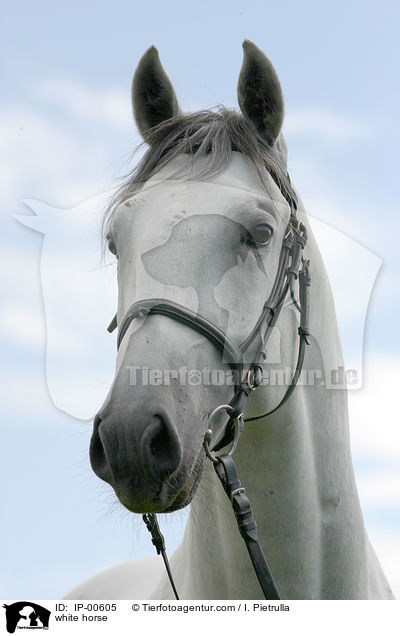 Portrait eines Lipizzaners / white horse / IP-00605