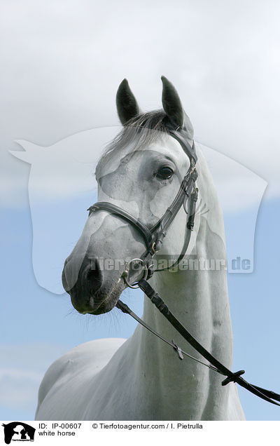 Portrait eines Lipizzaners / white horse / IP-00607