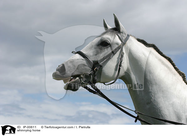 wieherndes Pferd / whinnying horse / IP-00611