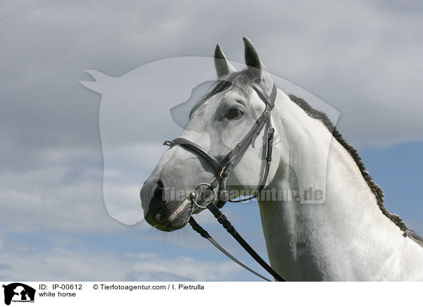 Portrait eines Lipizzaners / white horse / IP-00612