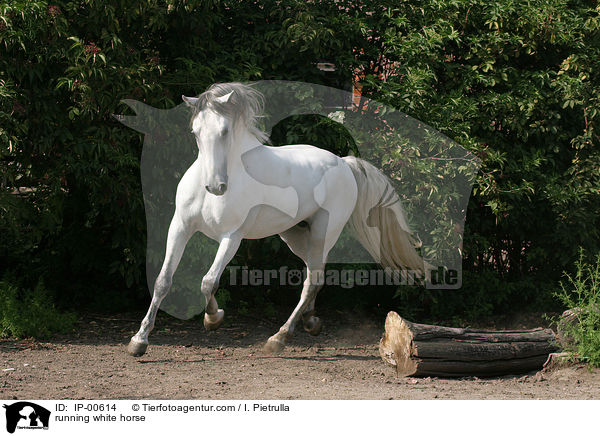 running white horse / IP-00614