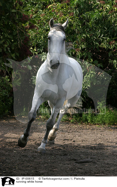 Lipizzaner in Bewegung / running white horse / IP-00615
