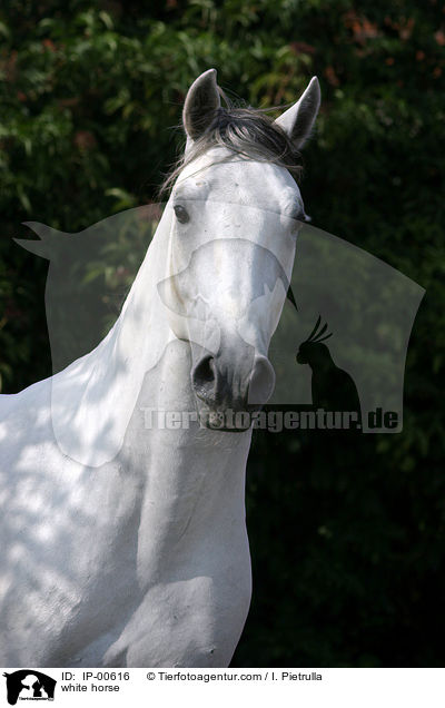 Portrait eines Lipizzaners / white horse / IP-00616
