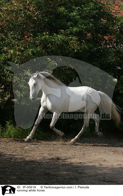 Lipizzaner in Bewegung / running white horse / IP-00618