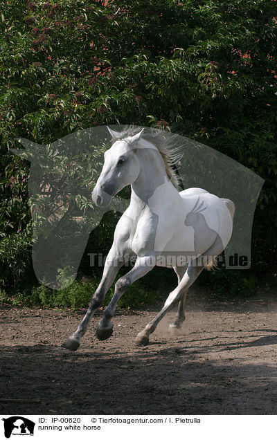 Lipizzaner in Bewegung / running white horse / IP-00620