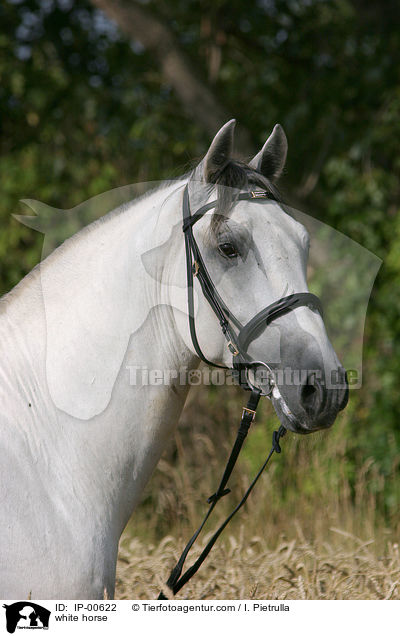 Portrait eines Lipizzaners / white horse / IP-00622