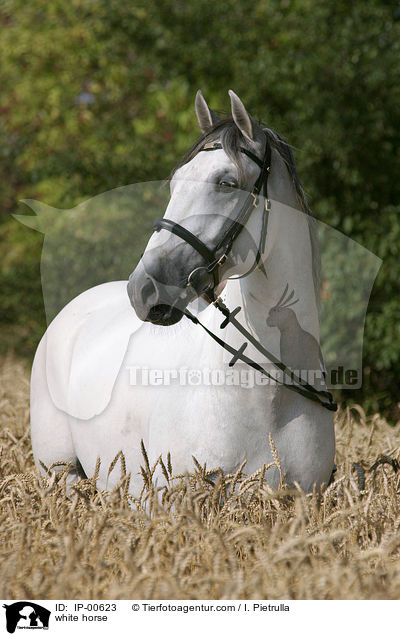 white horse / IP-00623