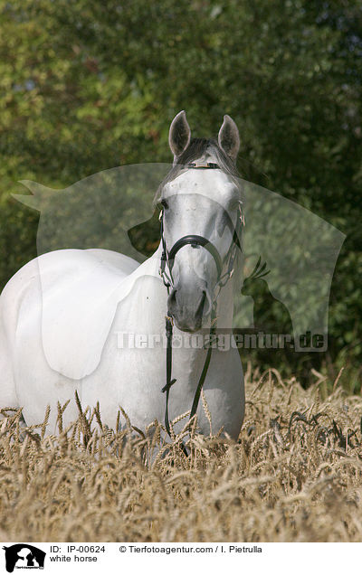 Lipizzaner im Feld / white horse / IP-00624