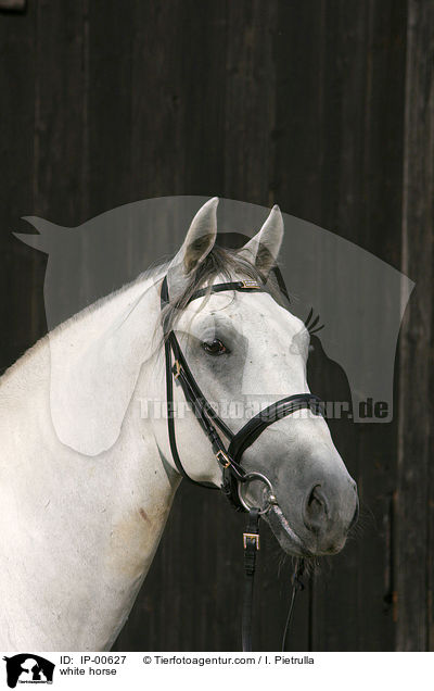 Portrait eines Lipizzaners / white horse / IP-00627
