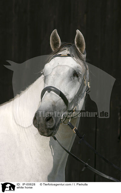 Portrait eines Lipizzaners / white horse / IP-00628