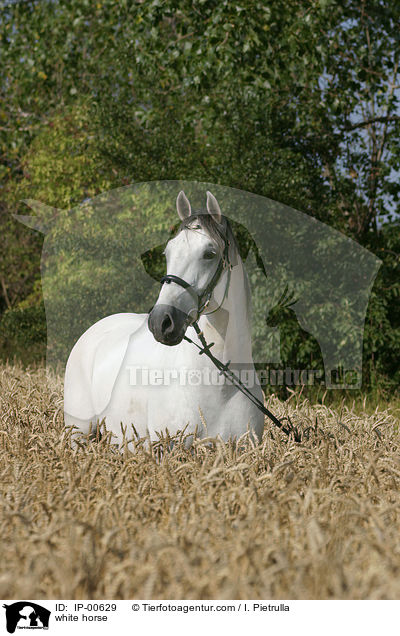 Lipizzaner im Feld / white horse / IP-00629