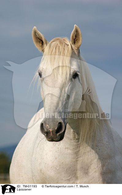 Lipizzaner / TM-01193