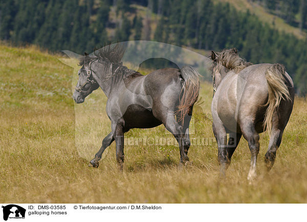 galloping horses / DMS-03585