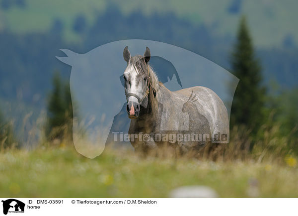 Lipizzaner / horse / DMS-03591