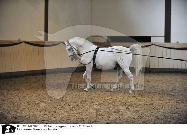 Lipizzaner Maestoso Amata / Lipizzaner Maestoso Amata / SST-07920