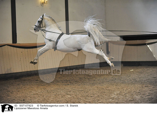 Lipizzaner Maestoso Amata / Lipizzaner Maestoso Amata / SST-07923